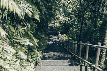 Pathway through the jungle forest