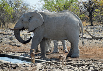 Elephants in Namibia - 202636753