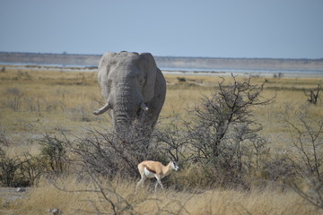 Elephants in Namibia - 202636765