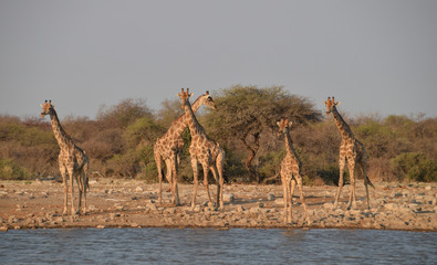Giraffes at the waterhole - 202636912