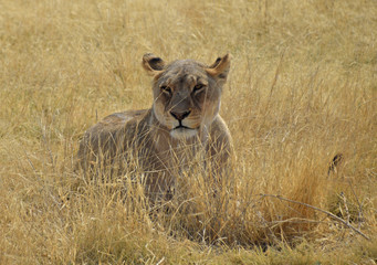 Lioness in Namibia - 202637104