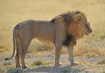 Lion in Namibia