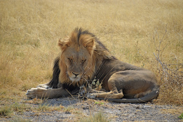Obraz na płótnie Canvas Lion in Namibia
