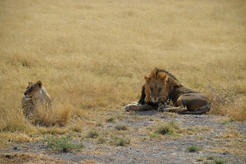 Lion and Lioness in Namibia - 202637187