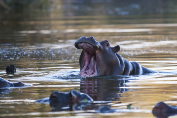 Fototapeta premium Playing Hippopotamus , Kruger National Park , Africa
