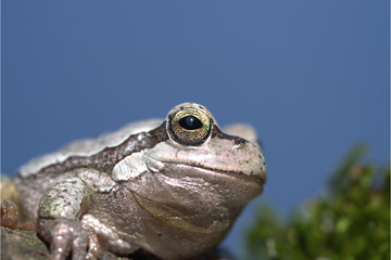Europäischer Laubfrosch Grau