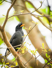Naklejka premium black bird on the tree with dramatic tone