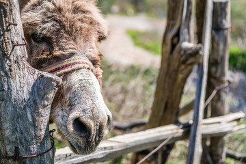 Sad donkey close up
