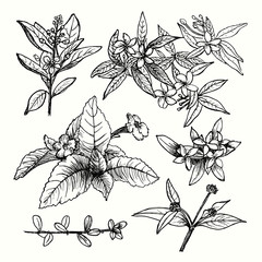 Vector set of hand drawn garden plants, herbs, flowers, leaves, twigs, branches. Vintage floral sketch collection with jasmine. Detailed botanical elements for decoration.