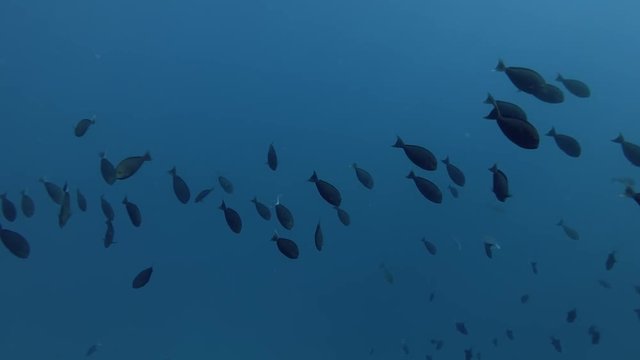 school of Yellowfin Surgeonfish, Acanthurus xanthopterus swims in the blue water
