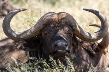 Naklejka premium African Buffalo
