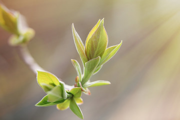 Budding leaves in the spring . Macro mode