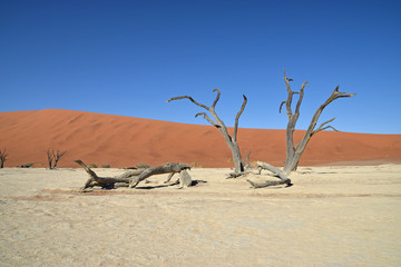 Sand dunes at Sossusvlei