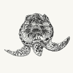 Drawing sketch of sea turtle swimming under water. Wild turtle hand drawn illustration