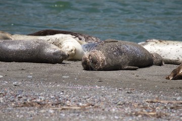 Goat Rock Beach - Sonoma County, California. Each spring a large sand spit builds up in Jenner, right at the mouth of the Russian River. Seals love hanging out at the Pacific Coast beaches.