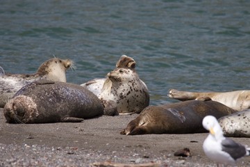 Fototapeta premium Goat Rock Beach - Sonoma County, California. Each spring a large sand spit builds up in Jenner, right at the mouth of the Russian River. Seals love hanging out at the Pacific Coast beaches.