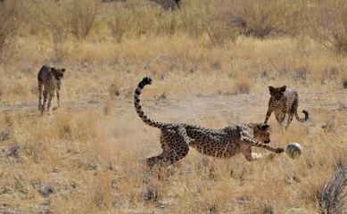 Fototapeta na wymiar Cheetah in Namibia
