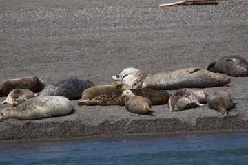 Goat Rock Beach - Sonoma County, California. Each spring a large sand spit builds up in Jenner, right at the mouth of the Russian River. Seals love hanging out at the Pacific Coast beaches.