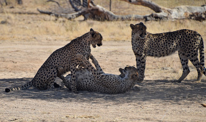 Cheetah in Namibia - 202639737