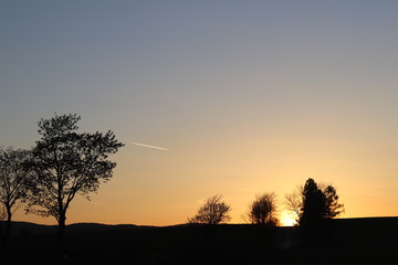 Dark silhouette of trees and cousins against the background of an orange sunset. Evening nature folds to a romantic mood. Warm colors. The region of the temperate climate of the European continent.