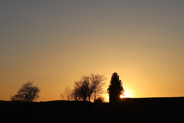 Dark silhouette of trees and cousins against the background of an orange sunset. Evening nature folds to a romantic mood. Warm colors. The region of the temperate climate of the European continent.