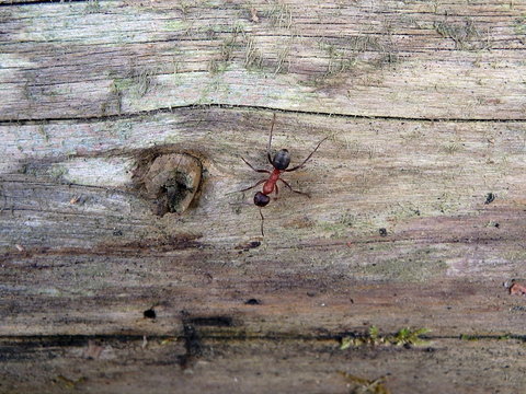 Red Wood Ant, Southern Wood Ant, Or Horse Ant,(Formica Rufa)