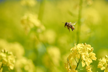 Bee collects pollen from yellow mustard summer