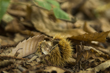 chestnut on the ground