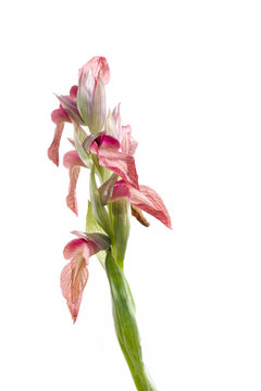 Wild orchid on pale background. Serapias neglecta.