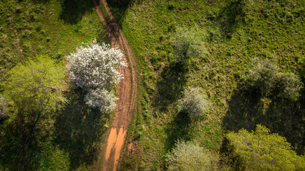 vue aérienne sur un arbre blanc au milieu d'une nature verte 