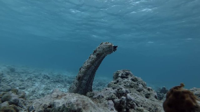 Graeffe's Sea Cucumber, Pearsonothuria graeffei stands upright on a coral reef

