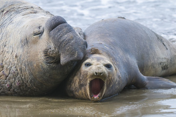 Elephant seal, Patagonia