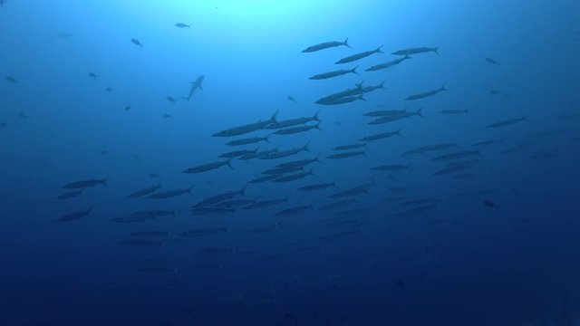 school of Bigeye Barracuda - Sphyraena forsteri    swim in the blue water
