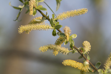 Flowering willows on a twig.