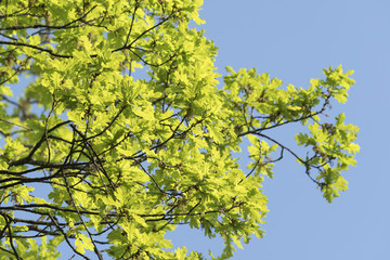 Green oak leaves in spring.