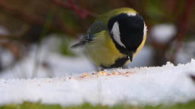 Great tit (Parus major) feeding in the snow. Pair of small woodland bird in the family Paridae, collecting seeds in winter