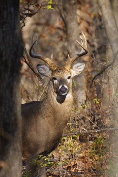 White-tailed (whitetail) deer with eight-point antlers peering through trees and branches in woods during the rut, Iowa, USA.