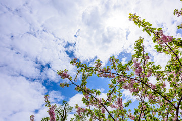 葉桜　Cherry trees in leaf