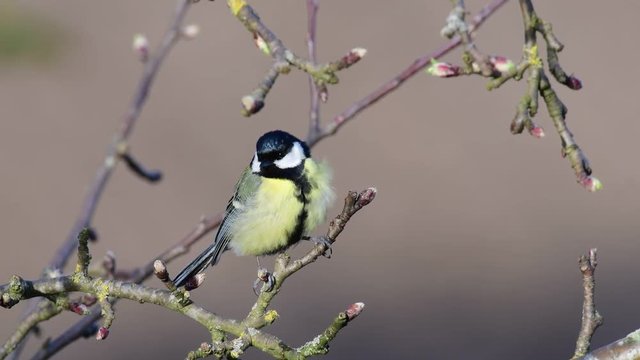 Great tit sit in the apple tree, spring, (parus major)