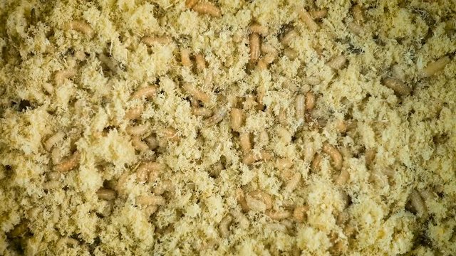 Wiggling worms of fly in sawdust
