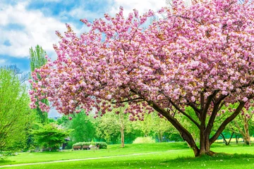 Fotobehang Beautiful sakura tree in the park © katatonia
