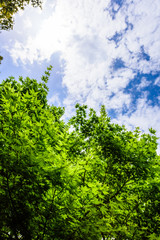新緑の葉　Fresh green