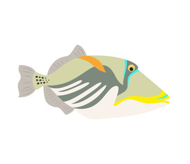 Picasso triggerfish fish icon on white background.