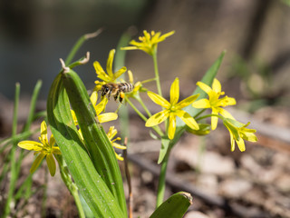 Gagea lutea, the Yellow Star-of-Bethlehem adn a bee collecting pollen