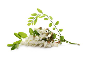 Blossoming acacia with leafs isolated on white background, black locust, flowers,  Robinia...