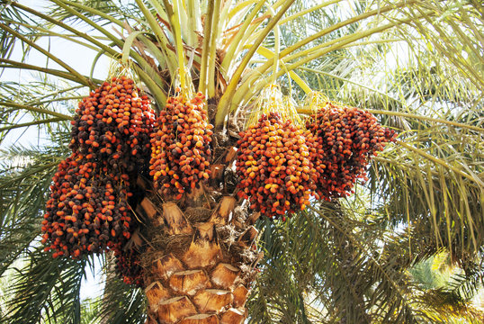 Dates on a palm tree.