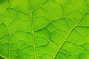 Green leaves texture and leaf fiber, Background by detail of green leaf.