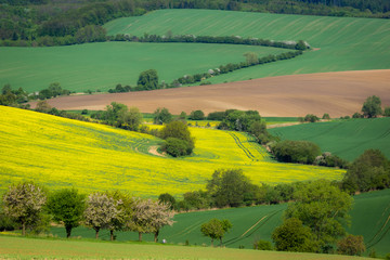Obraz premium Landscape with field in Kunkovice, South Moravia, Czech Republic
