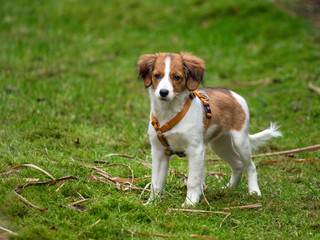 Kooikerhondje