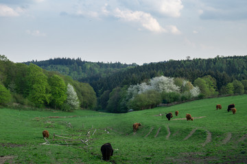 Kuhwiese 